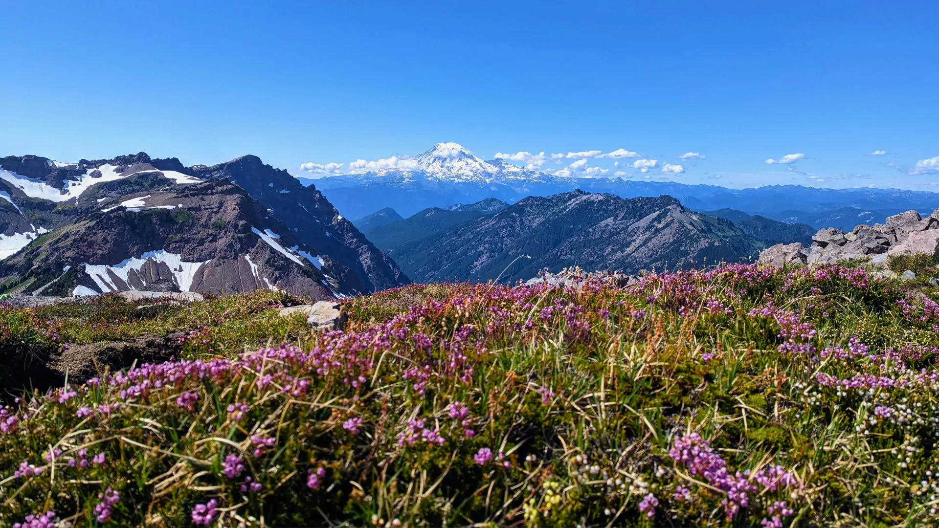 Αγριολούλουδα στο Goat Rocks Wilderness στην Ουάσινγκτον