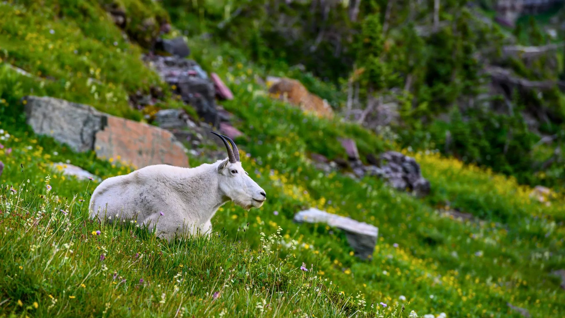 Goat Mountain στην πολιτεία της Ουάσινγκτον