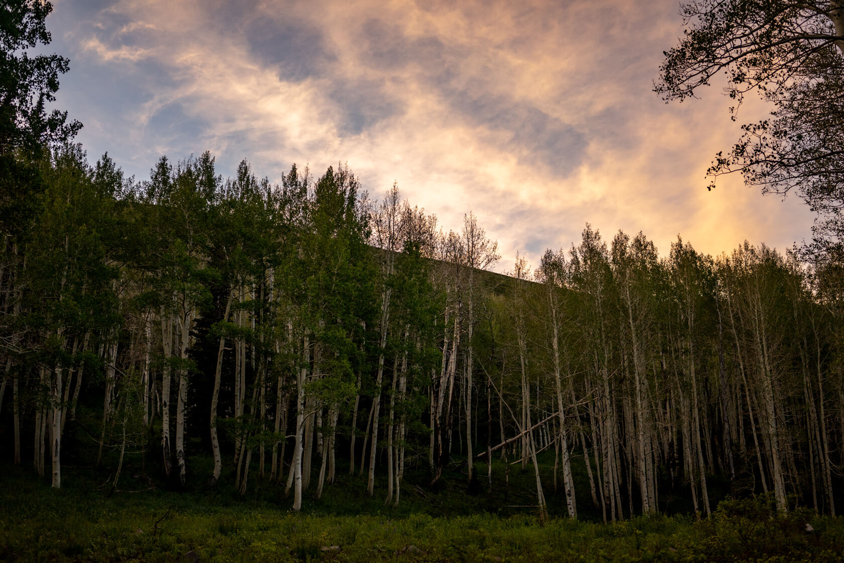 Aspens κατά μήκος του Trail Lake Bloods