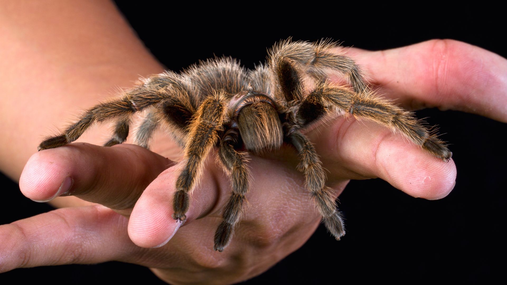 Ένα tarantula στηρίζεται στα τεντωμένα χέρια κάποιου