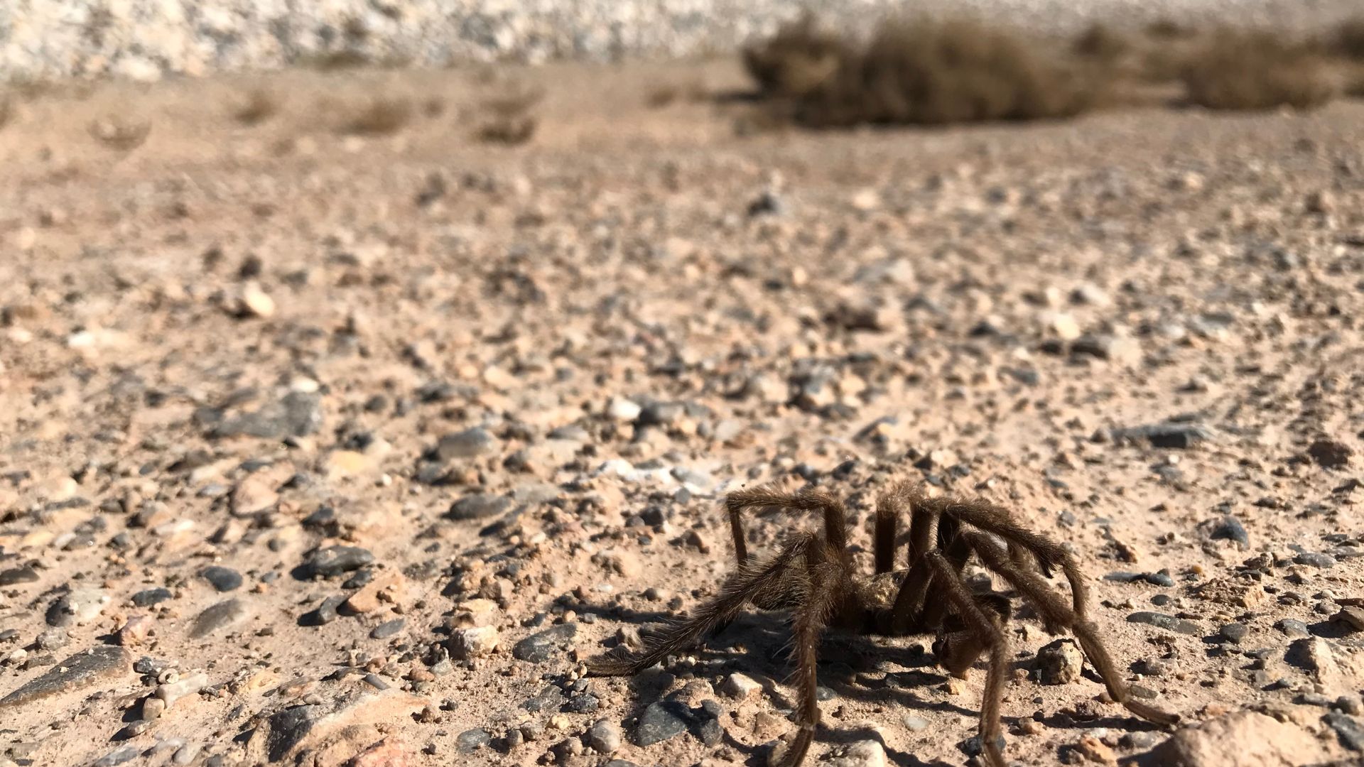 Ένα tarantula σέρνεται σε ένα τοπίο της ερήμου